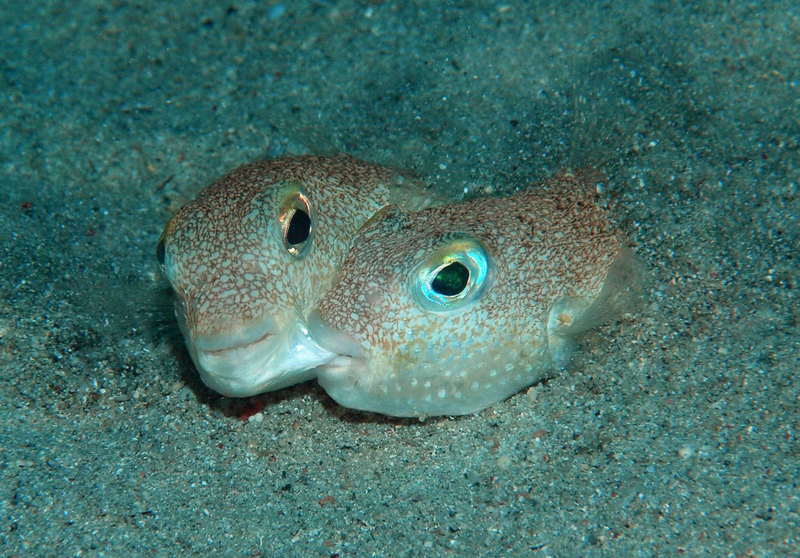 Illustration for article titled 2015's Top New Species Include Two Animals with Cool Breeding Habits